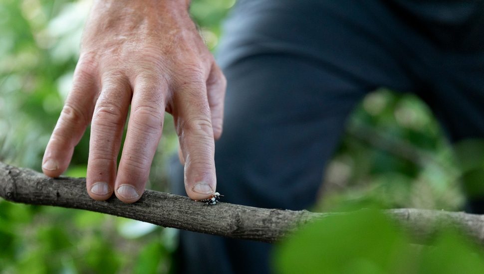 PA Gov. Tom Wolf squishes spotted lanternfly