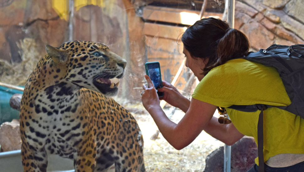 Elmwood Park Zoo Leopard