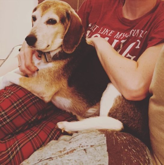 Beagle sitting on a child's lap.