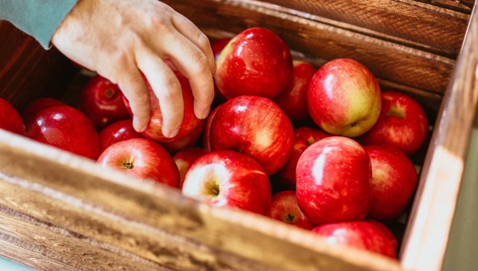 Apples in crate after apple picking.applein crate.