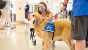 One of the dogs with the Wagging Dog Brigade at the Philadelphia Airport is petted by a waiting traveler.