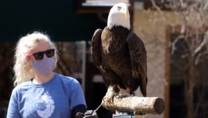 elmwood park zoo eagle