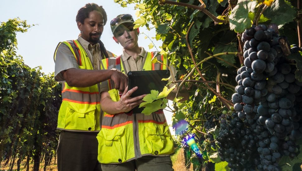 men inspecting Cabernet Franc Grapes