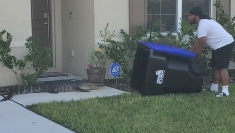 man with trash can and alligator