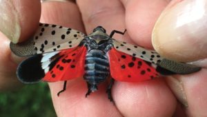 Spotted Lanternfly with its wings spread