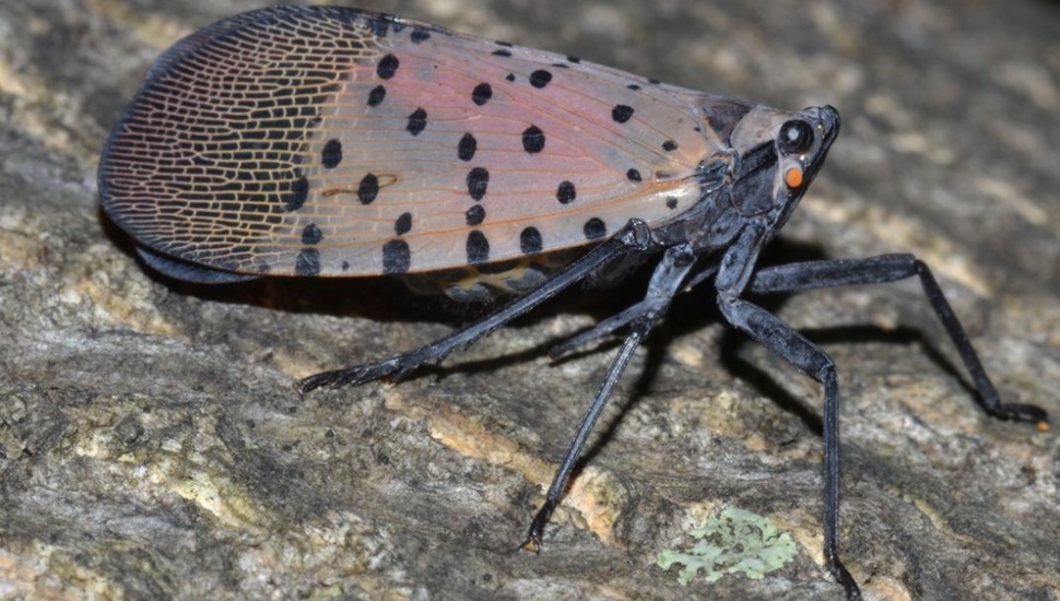 Spotted Lanternfly