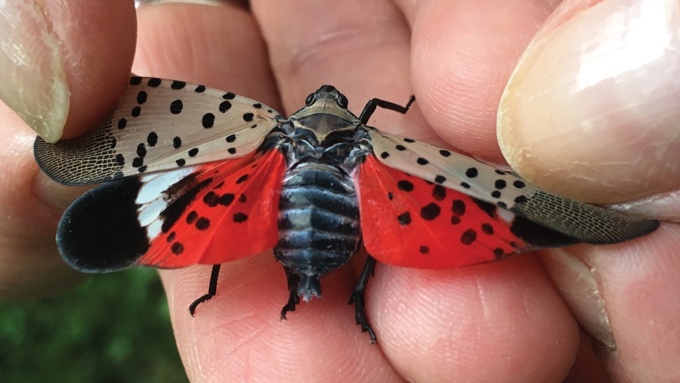 Spotted Lanternfly with its wings spread
