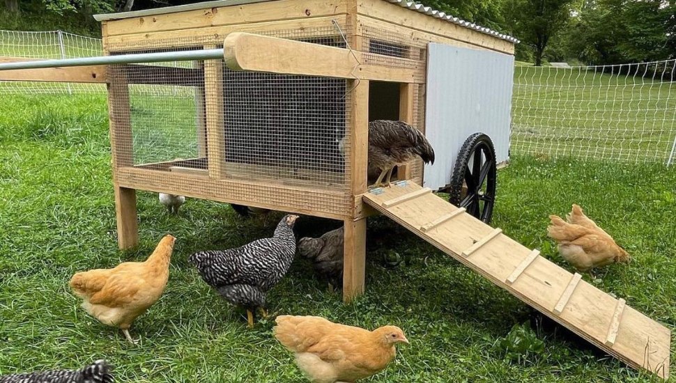 Tlush family farm chickens in plymouth meeting.