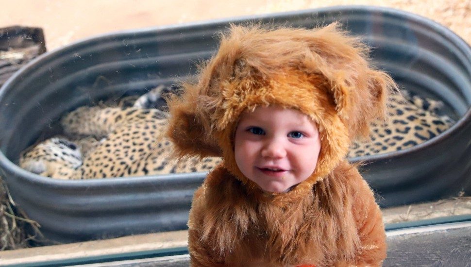baby dressed at lion at boo to the flu