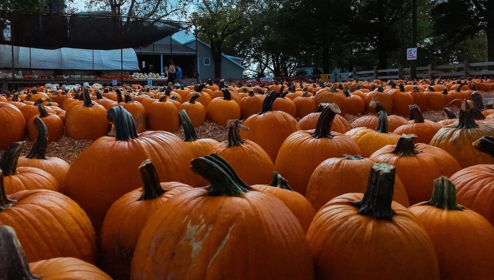 pumpkin picking at Merrymead Farm