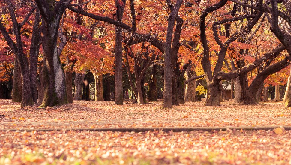 fall foliage