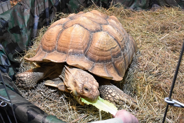 Turtle eating lettuce at pet expo.