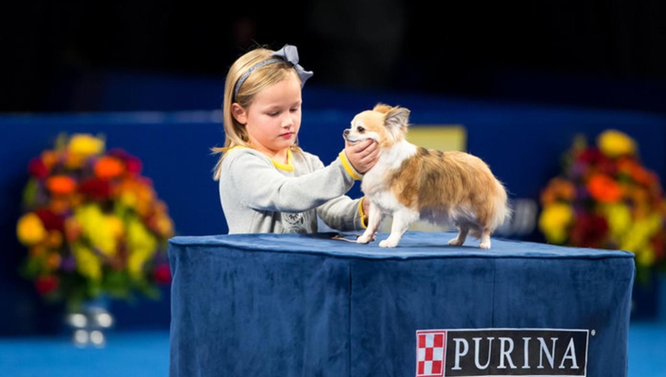 Dog Show