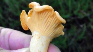 fingers holding a mushroom