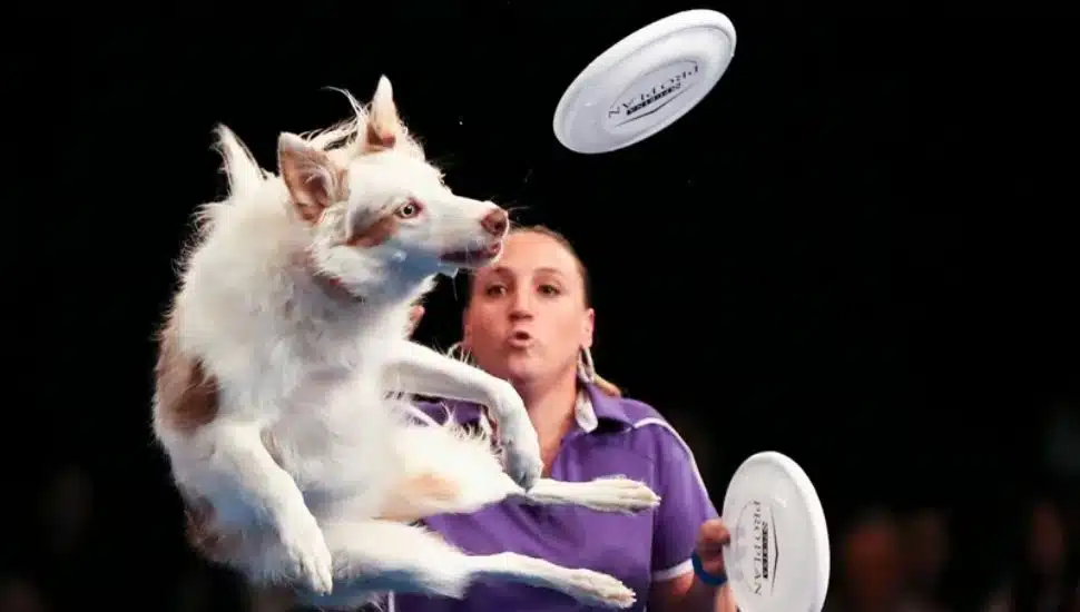 PI dog show 2