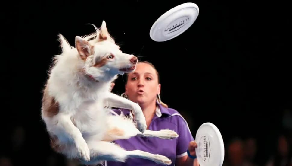 PI dog show 2