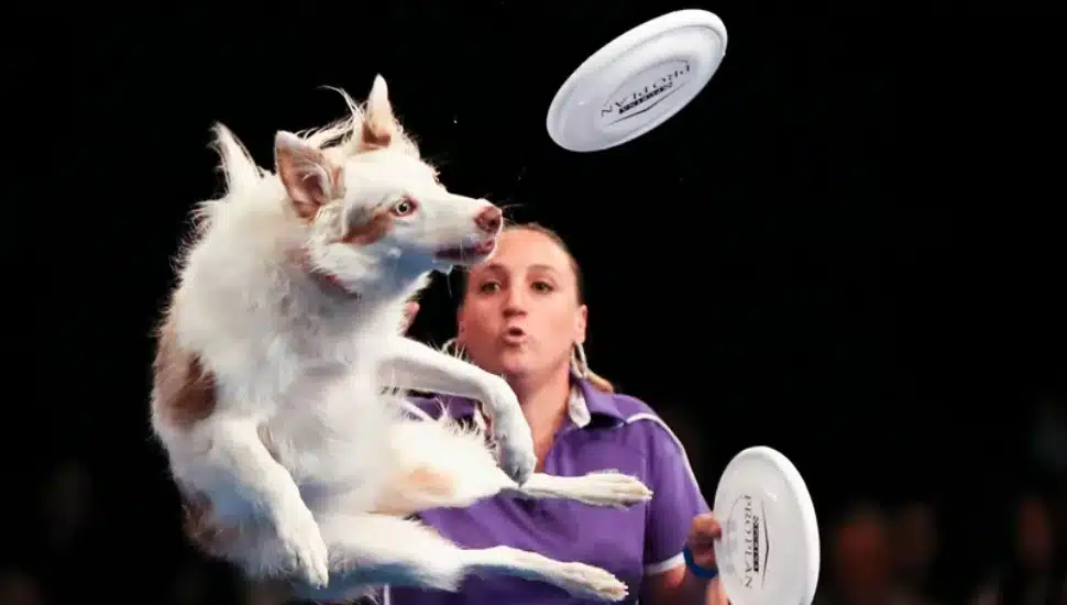 PI dog show 2