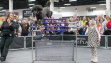 jumping poodle