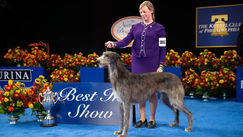 woman in purple with gray dog