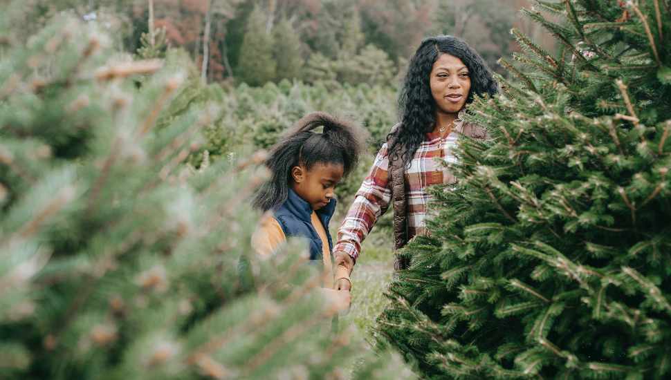 Let It Grow: Local Christmas Tree Farms Show Longevity