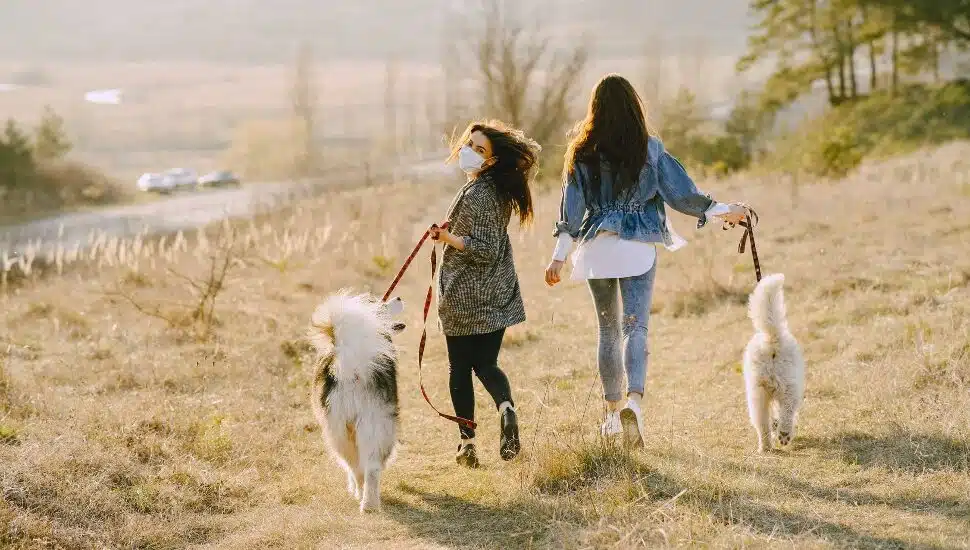 dog walking in park