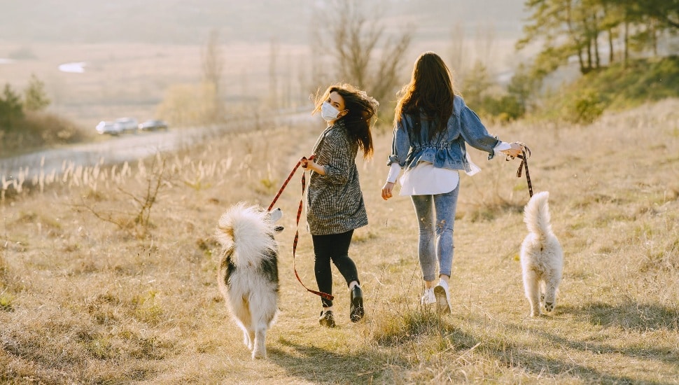 dog walking in park
