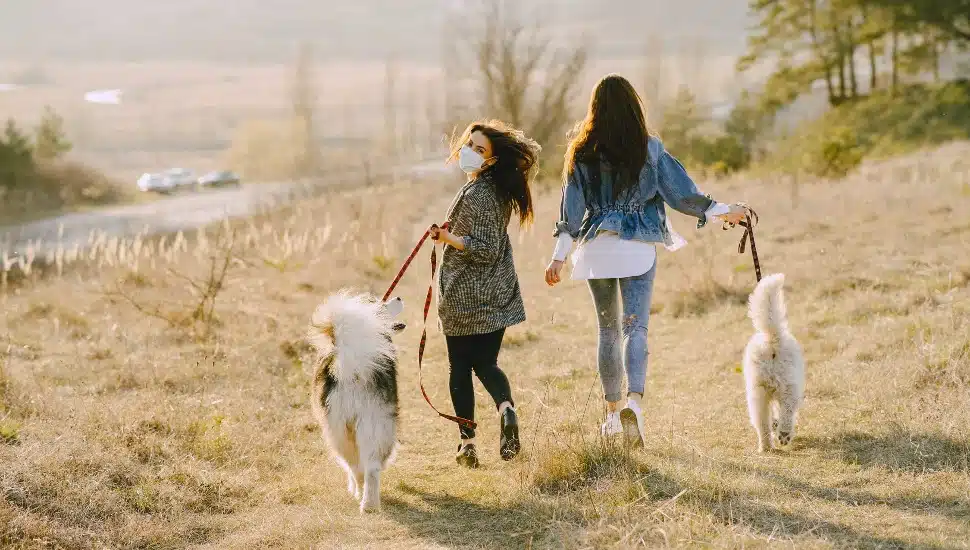 dog walking in park