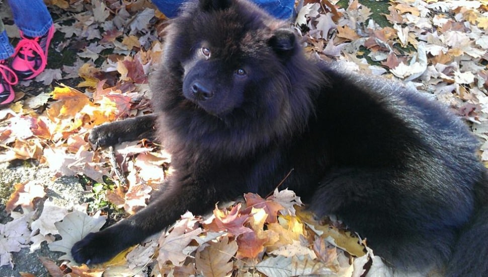 black show chow dog
