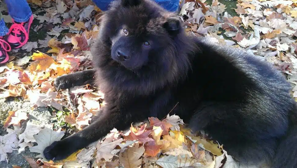 black show chow dog