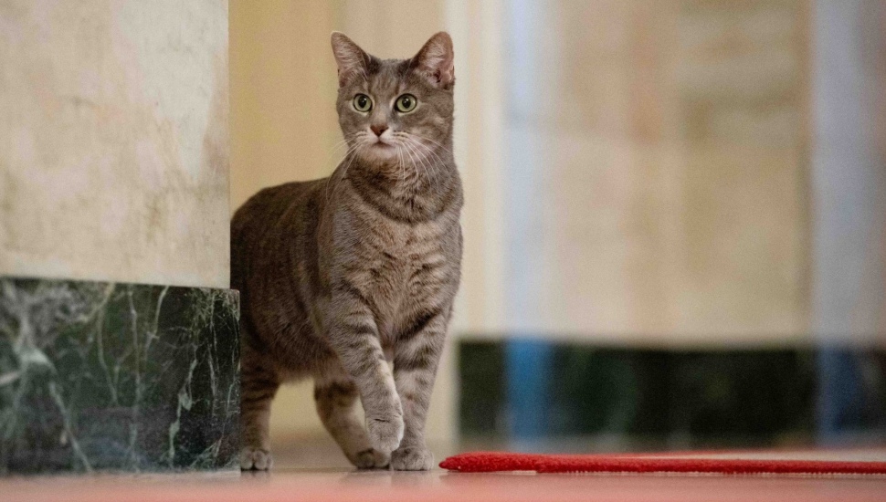 Willow the white house cat