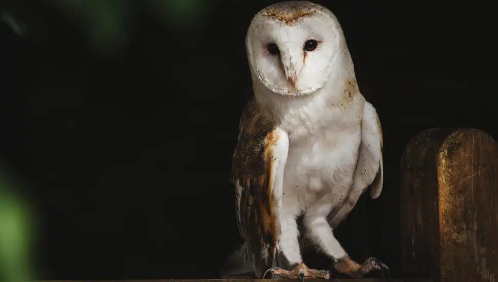 Career Corner: As Commuting and Work Schedules Shift, More Night Owls are Getting the Worm