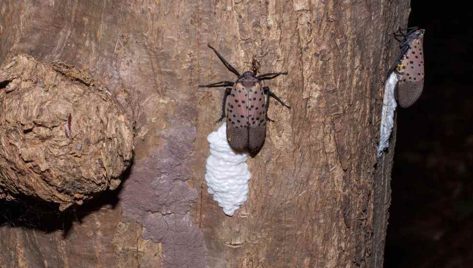 bugs on a tree