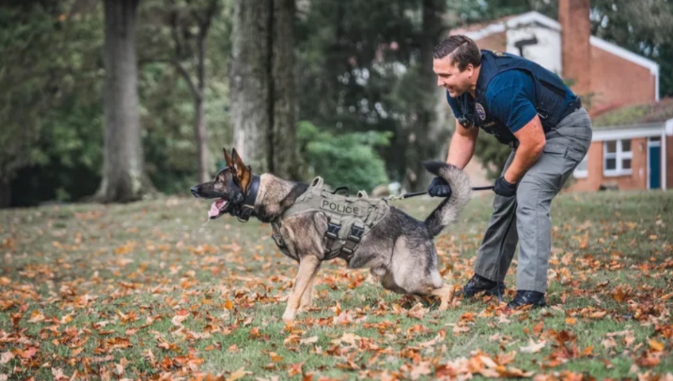 Hatboro K-9 Police Officer Not Expected to Recover From Bee Sting