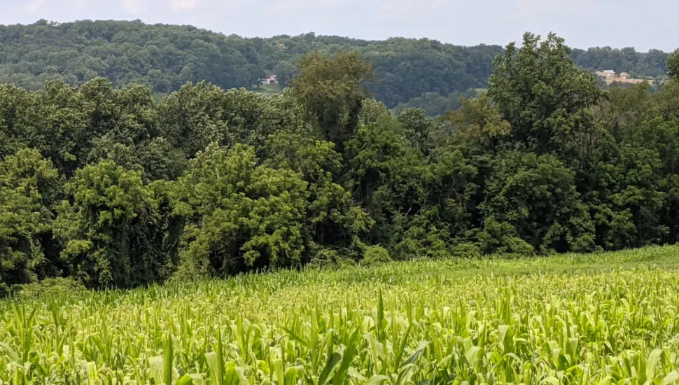field