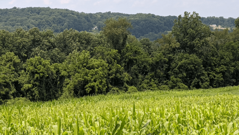 field