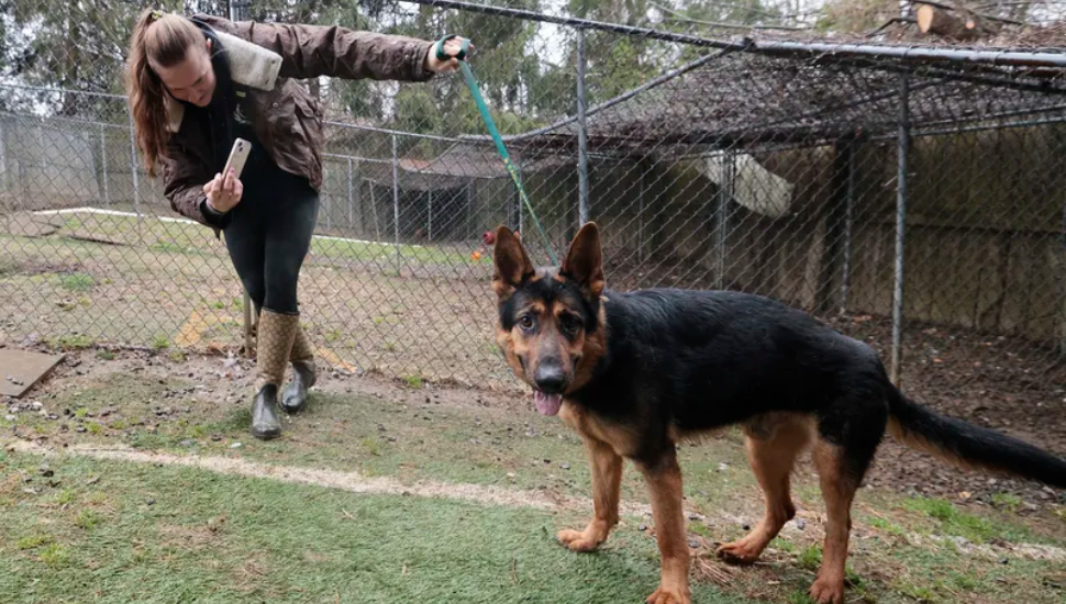Local Animal Rescue Overwhelmed with the Return of Pets Adopted During Pandemic