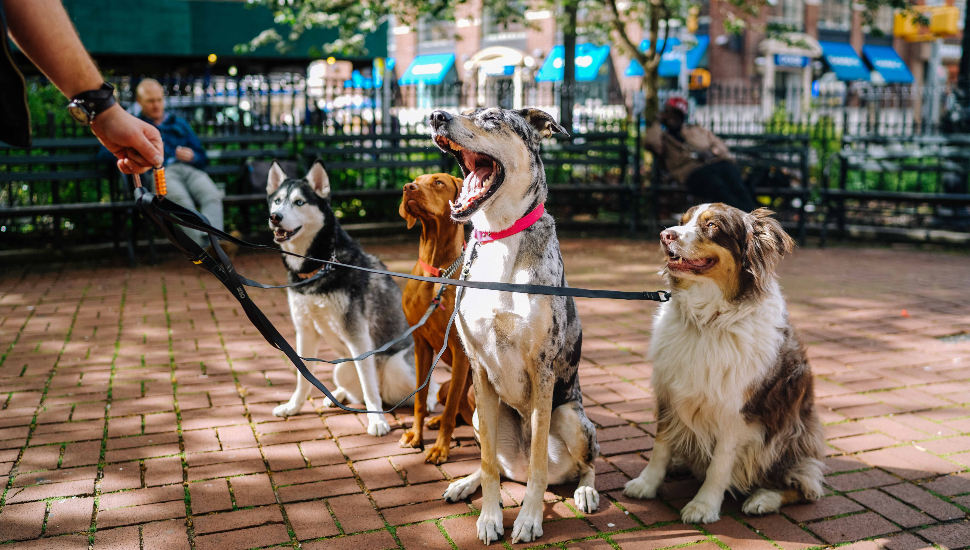 dog park