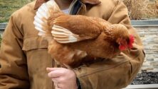 tlush family farm chicken 2021 fb