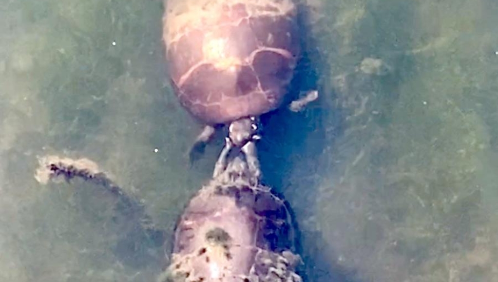 Turtle’s Version of ‘Hey, Babe, Can I Buy You a Drink?’ Results in Viral Video at Nearby Wildlife Refuge
