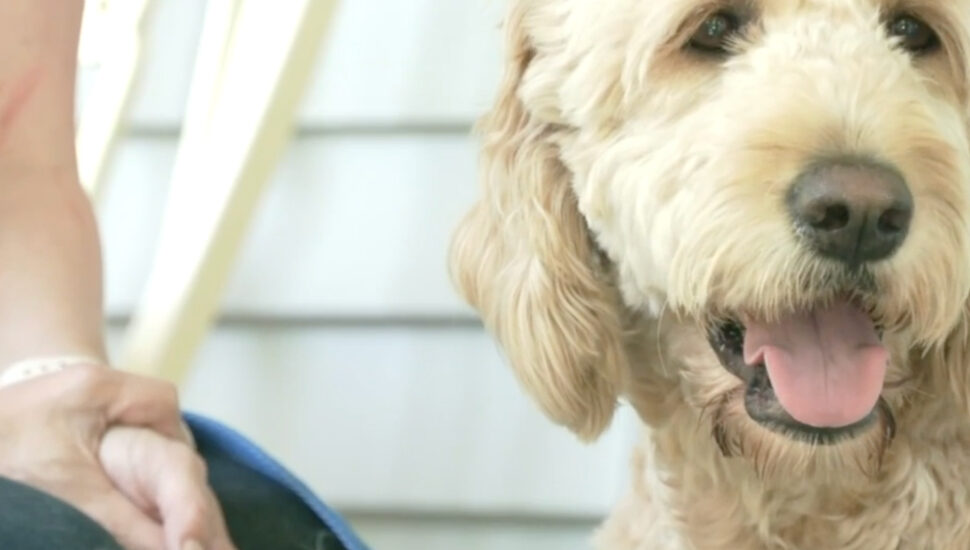 Service Dogs Trained by Narberth Nonprofit Make Life Sweeter for Youngsters Who Need Calming Friend