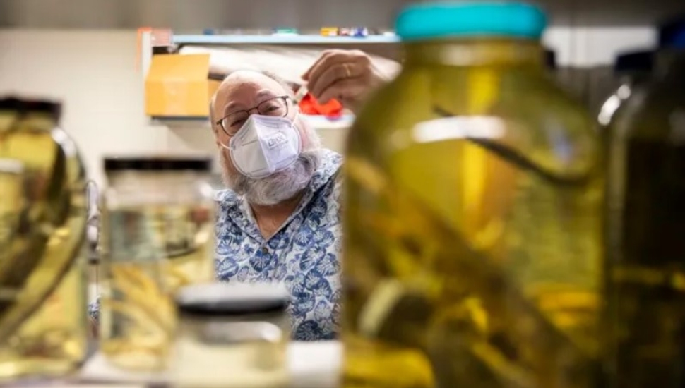 Villanova Scientist Discovers Dinosaur-Age Lizard Trapped in Amber