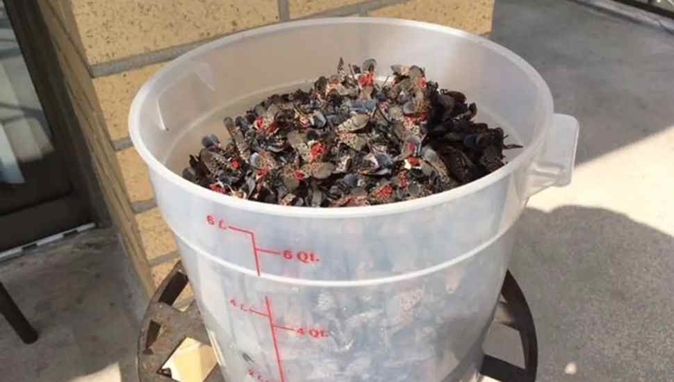 bucket of bugs