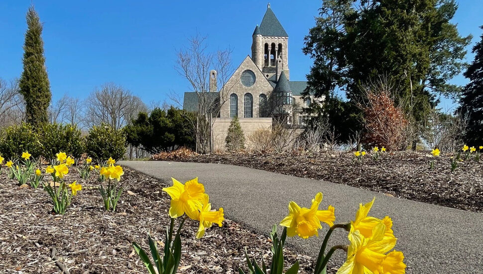 building behind daffodils