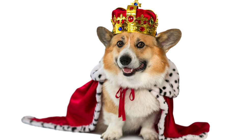 dog with crown
