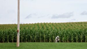 man in uniform in a cornfield