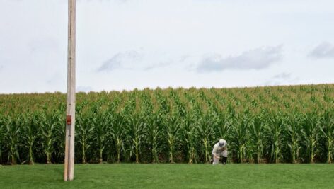 man in uniform in a cornfield