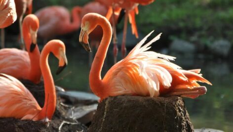Caribbean flamingos are just one of the bird species you will see again at the Philadelphia Zoo.