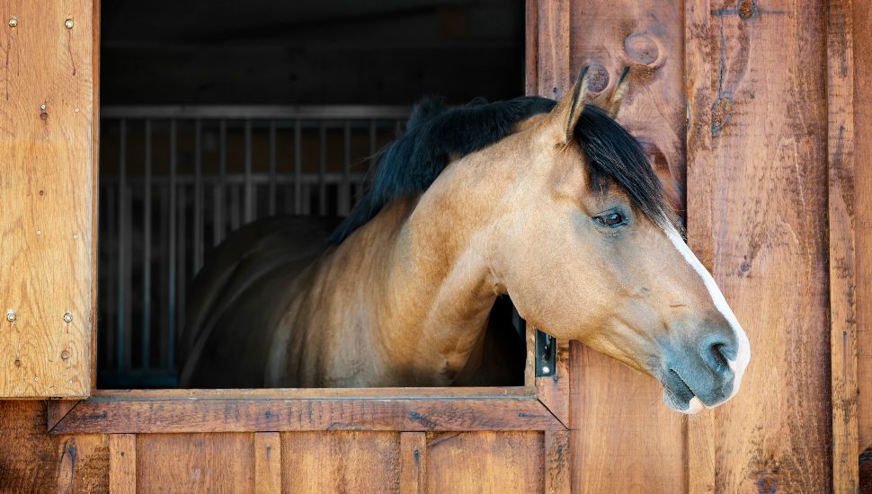 horse with head out window