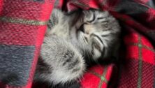 pet in a blanket