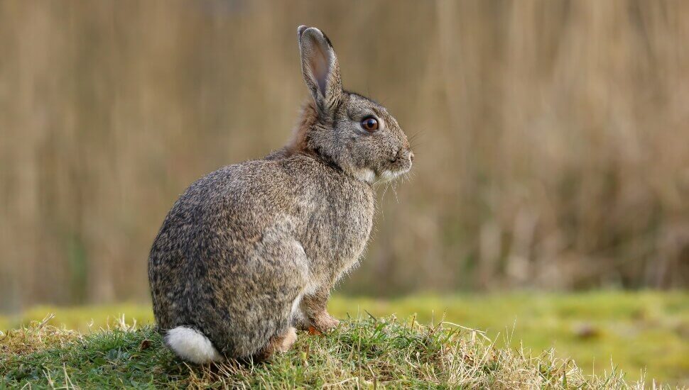 Rabbit sitting on a knoll